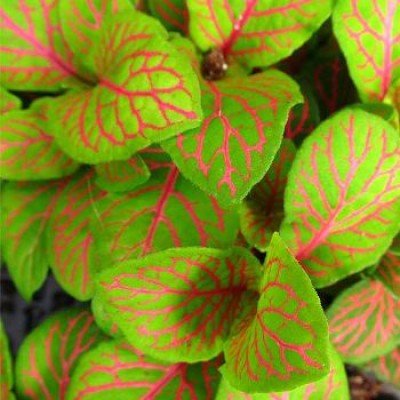 Fittonia Red Plant